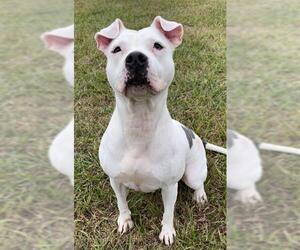 Staffordshire Bull Terrier-Unknown Mix Dogs for adoption in Rosenberg, TX, USA