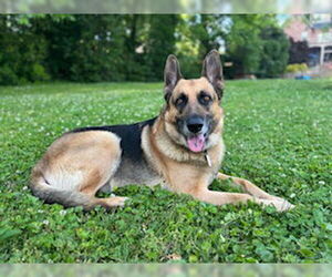 German Shepherd Dog Dogs for adoption in New Hill, NC, USA