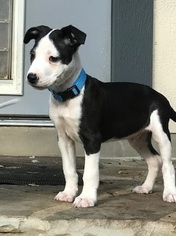 Medium Photo #1 Labrador Retriever-Unknown Mix Puppy For Sale in San Antonio, TX, USA
