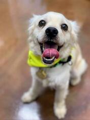 Maltese Dogs for adoption in Pasadena, TX, USA