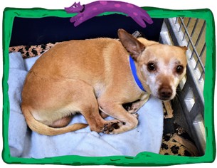 Chihuahua Dogs for adoption in San Jacinto, CA, USA