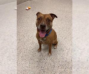 American Pit Bull Terrier Dogs for adoption in Brighton, CO, USA