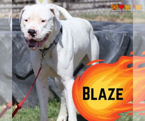 Dogo Argentino Dogs for adoption in Center Township, PA, USA