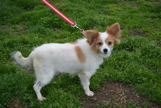 Papillon Dogs for adoption in Akron, OH, USA