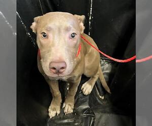 American Pit Bull Terrier Dogs for adoption in Camarillo, CA, USA