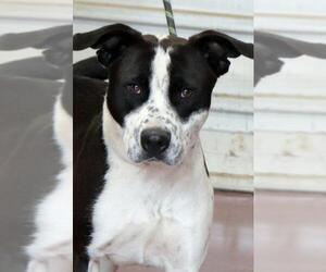 American Staffordshire Terrier-Border Collie Mix Dogs for adoption in Siren, WI, USA