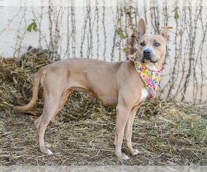 American Pit Bull Terrier-Unknown Mix Dogs for adoption in Oklahoma City, OK, USA
