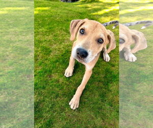 Mutt Dogs for adoption in Sanderson, FL, USA