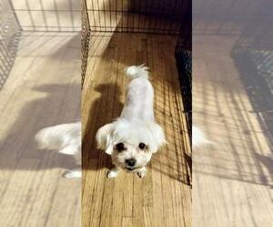 Maltese Dogs for adoption in Plymouth, MN, USA