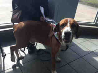 Labloodhound Dogs for adoption in San Antonio, TX, USA