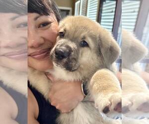 Anatolian Shepherd-Great Pyrenees Mix Dogs for adoption in Houston, TX, USA