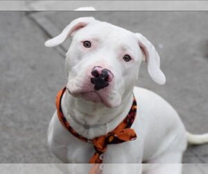 American Bulldog Dogs for adoption in Westwood, NJ, USA