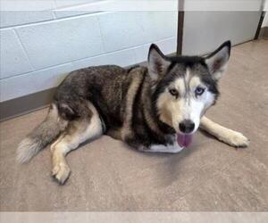 Siberian Husky Dogs for adoption in Derwood, MD, USA