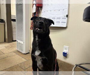 Shollie Dogs for adoption in Camarillo, CA, USA