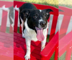 Labrador Retriever-Unknown Mix Dogs for adoption in Woodbury, NY, USA