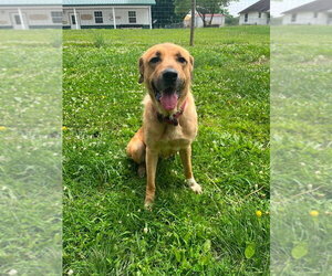 Mutt Dogs for adoption in Osgood, IN, USA