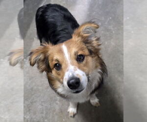 Australian Shepherd-Unknown Mix Dogs for adoption in Cuba, NY, USA