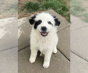 Collie-Great Pyrenees Mix Dogs for adoption in Fishers, IN, USA