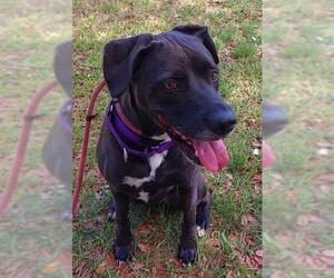 American Staffordshire Terrier Dogs for adoption in Fort Lauderdale, FL, USA