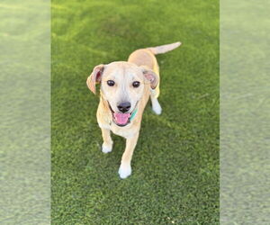 Chiweenie Dogs for adoption in FRAMINGHAM, MA, USA