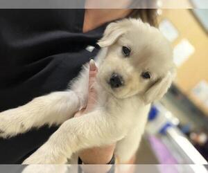 Labrador Retriever-Unknown Mix Dogs for adoption in Riverside, CA, USA