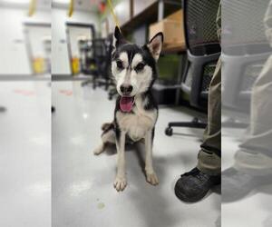 Siberian Husky Dogs for adoption in Temple, TX, USA