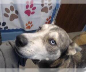- Mix Dogs for adoption in Houston, TX, USA