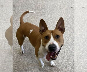 Bull Terrier-Unknown Mix Dogs for adoption in Rochester, NY, USA