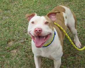 American Pit Bull Terrier Dogs for adoption in Kaplan, LA, USA