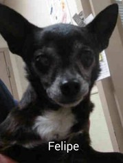 Chihuahua-Unknown Mix Dogs for adoption in Encinitas, CA, USA