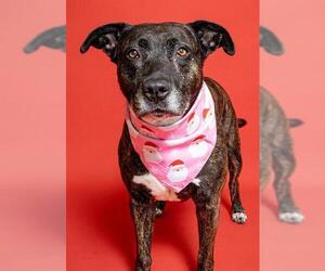 American Staffordshire Terrier Dogs for adoption in Fort Lauderdale, FL, USA