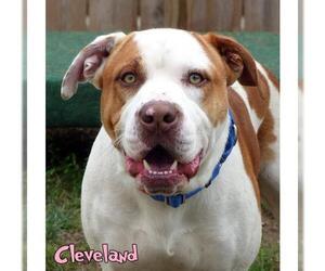 Saint Bernard Dogs for adoption in Mason, MI, USA