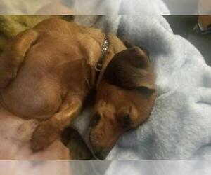 Dachshund Dogs for adoption in Newnan, GA, USA