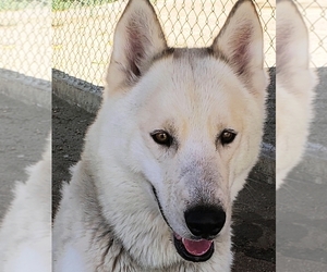 Akita-Alaskan Husky Mix Dogs for adoption in Romoland, CA, USA