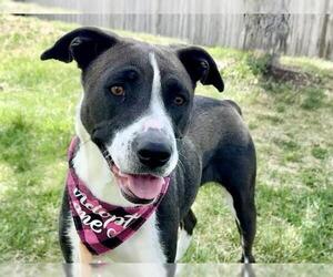 American Pit Bull Terrier Dogs for adoption in Pueblo, CO, USA
