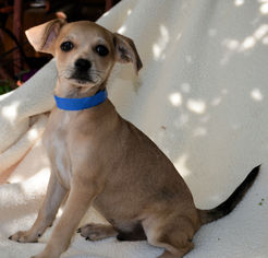 Chihuahua-Unknown Mix Dogs for adoption in Bon Carbo, CO, USA