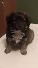 Dorgi Dogs for adoption in Maple Grove, MN, USA