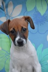 Rat Terrier Dogs for adoption in Brighton, TN, USA
