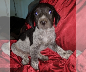 German Shorthaired Pointer Dogs for adoption in Cabool, MO, USA