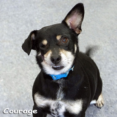 Shiba Inu Dogs for adoption in Mason, MI, USA