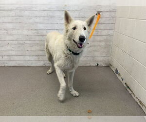 Siberian Husky Dogs for adoption in San Bernardino, CA, USA