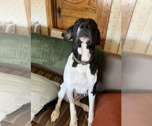 Great Dane-Unknown Mix Dogs for adoption in Hinton, WV, USA