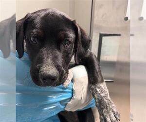 Texas Heeler-Unknown Mix Dogs for adoption in Bakersfield, CA, USA