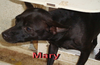 Chihuahua-Unknown Mix Dogs for adoption in Coleman, TX, USA
