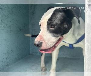 American Pit Bull Terrier-Unknown Mix Dogs for adoption in Ocala, FL, USA