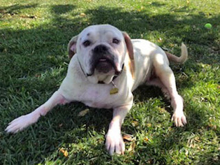 American Bulldog Dogs for adoption in Ventura, CA, USA
