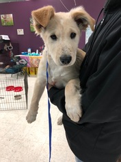 Goberian Dogs for adoption in Maple Grove, MN, USA