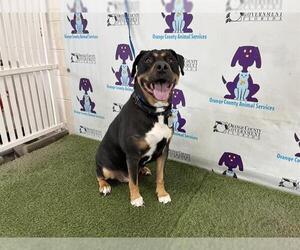 Rottweiler-American Pit Bull Terrier Dogs for adoption in Orlando, FL, USA