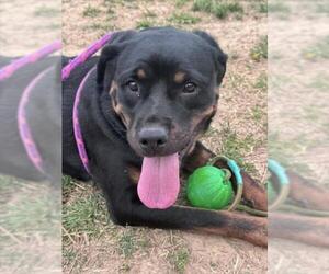 Rottweiler Dogs for adoption in Derwood, MD, USA