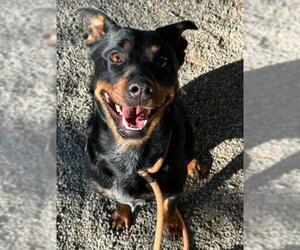 Rottweiler-Unknown Mix Dogs for adoption in Woodland, CA, USA